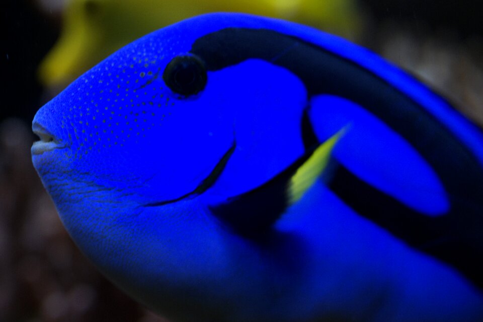Close up blue colorful