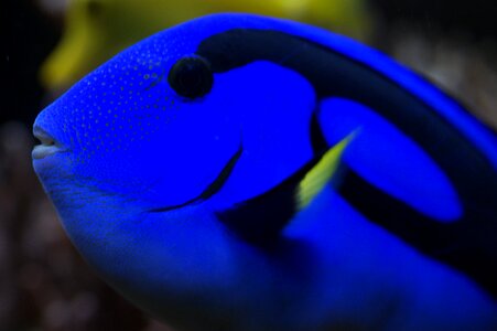 Close up blue colorful photo