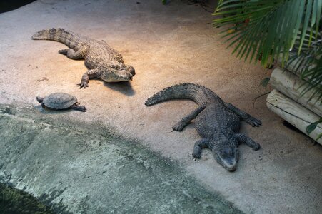 Gators two zoo