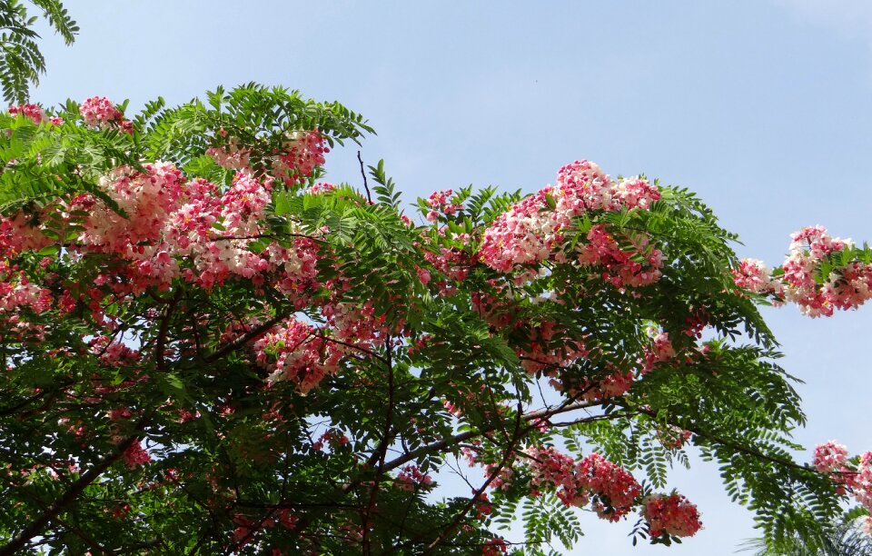 Apple blossom tree rainbow shower tree flower