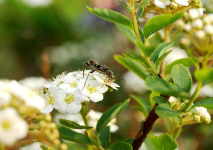 Insect bride spiere ornamental shrub