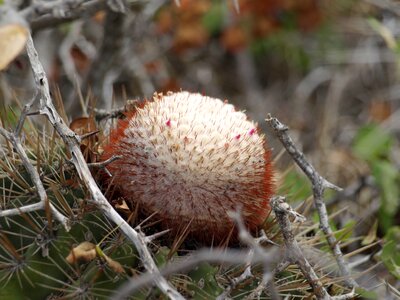 Bloom spur prickly photo