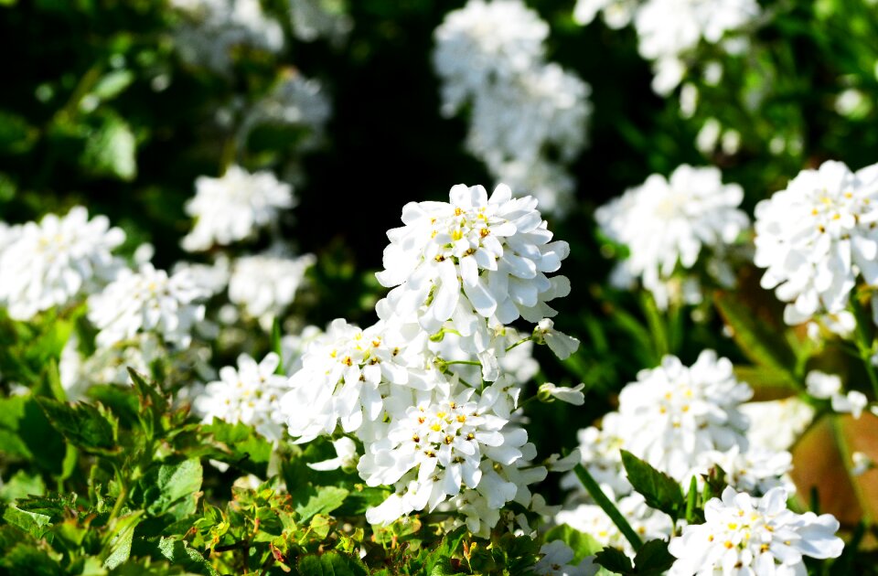 Plant iberis sempervirens white