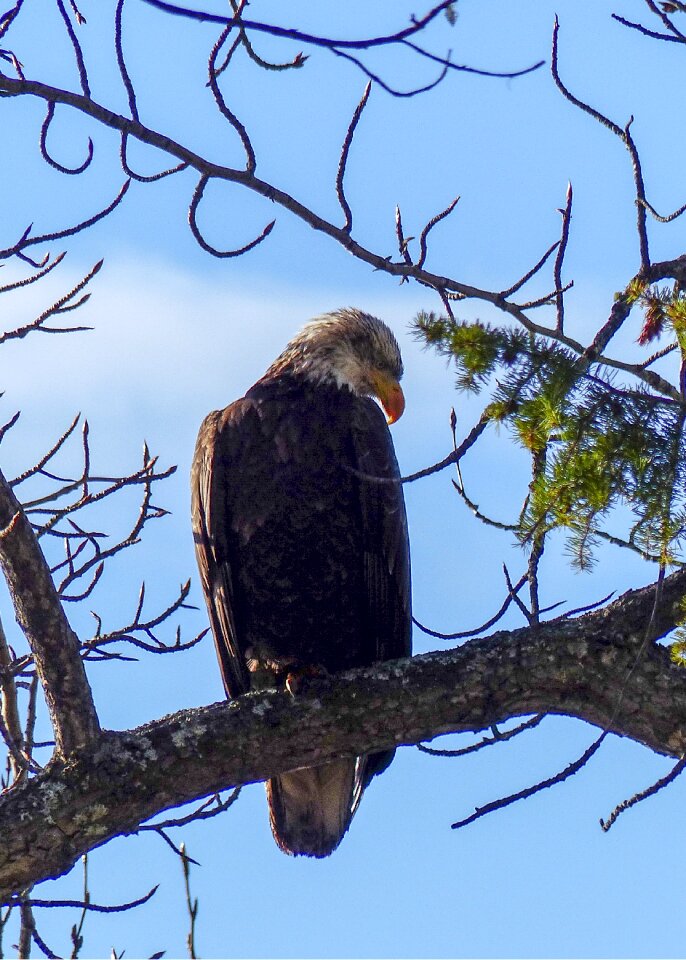 Bird of prey symbol freedom
