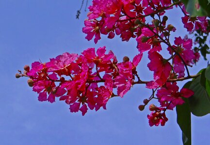 Pride of india jarul tree