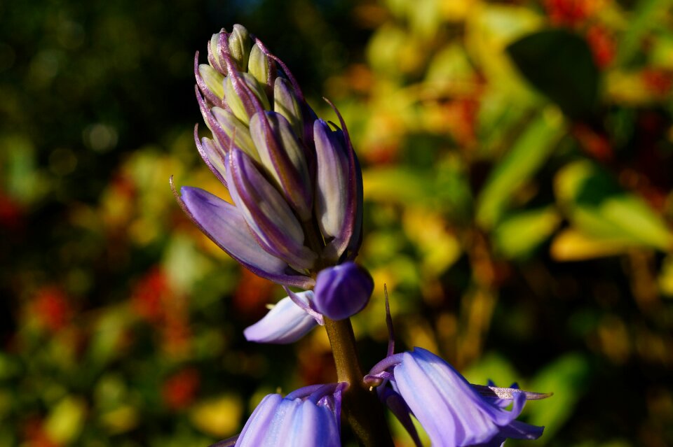 Purple flower spring spring flower
