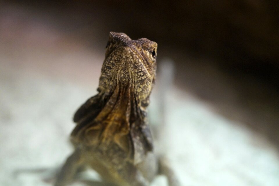 Dragon zoo terrarium