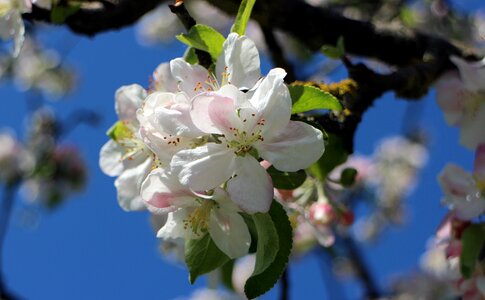 Spring flower tree apple tree