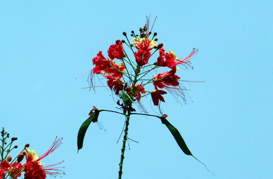 Radhachura sidhakya caesalpinia pulcherrima