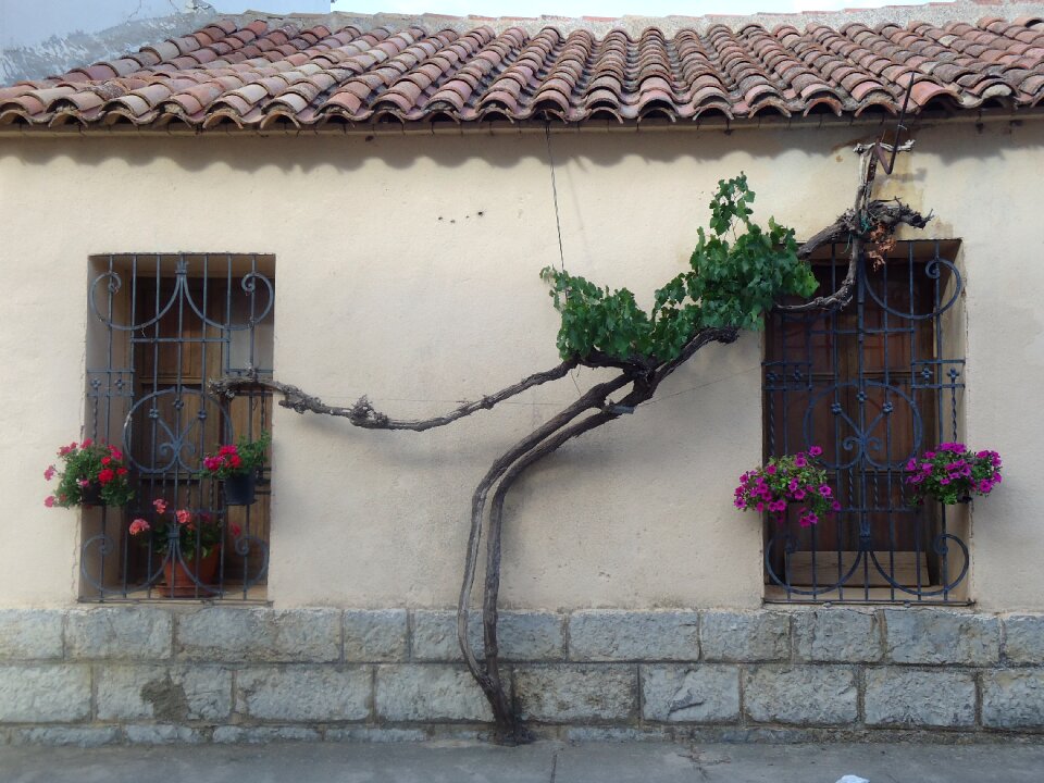 Plants branches green