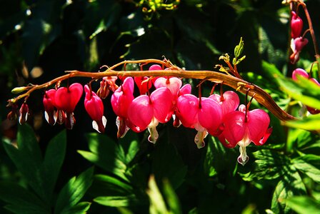 Blossom bloom colorful