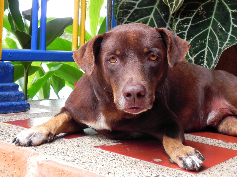 Labrador dog animals