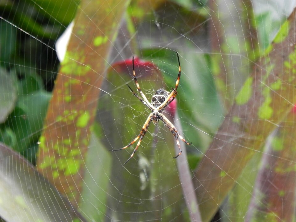 Spider animal garden tiger