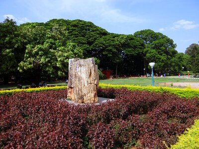 Tree geology rock