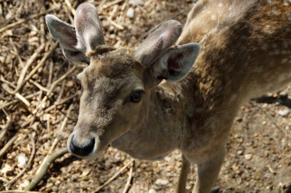 Animal world forest mammal