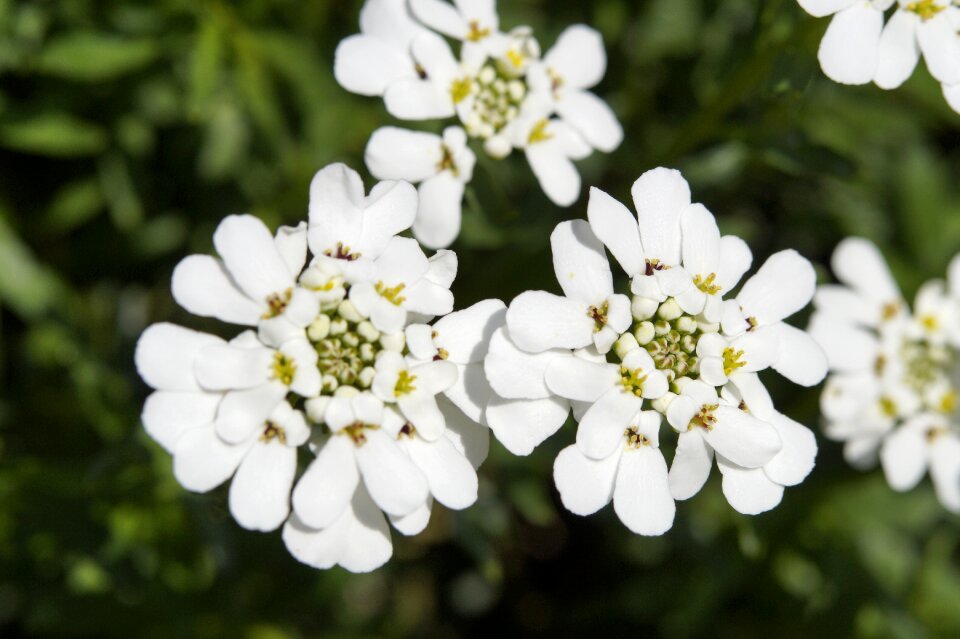 Flowers bloom ornamental plant