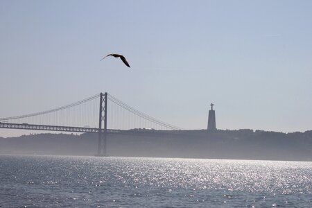 Lisbon seagull portugal