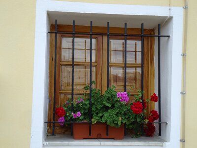 House composition flowers