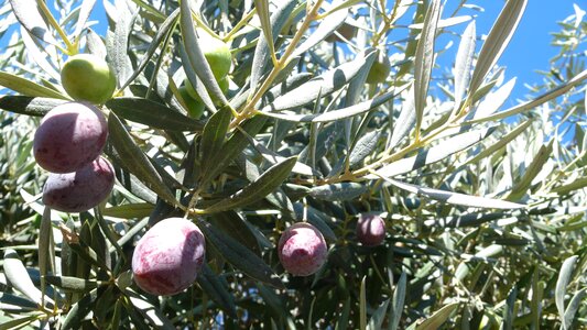 Fruit olivas vegetable