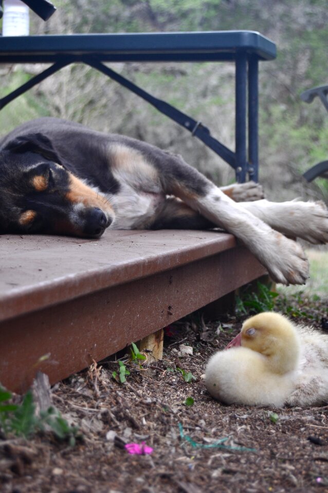 Geese friends sleeping