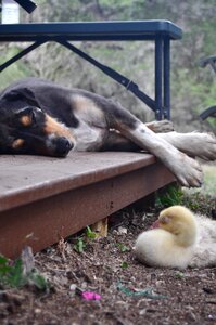 Geese friends sleeping