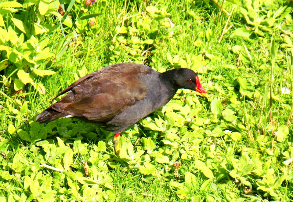 Adult fresh water bird beak