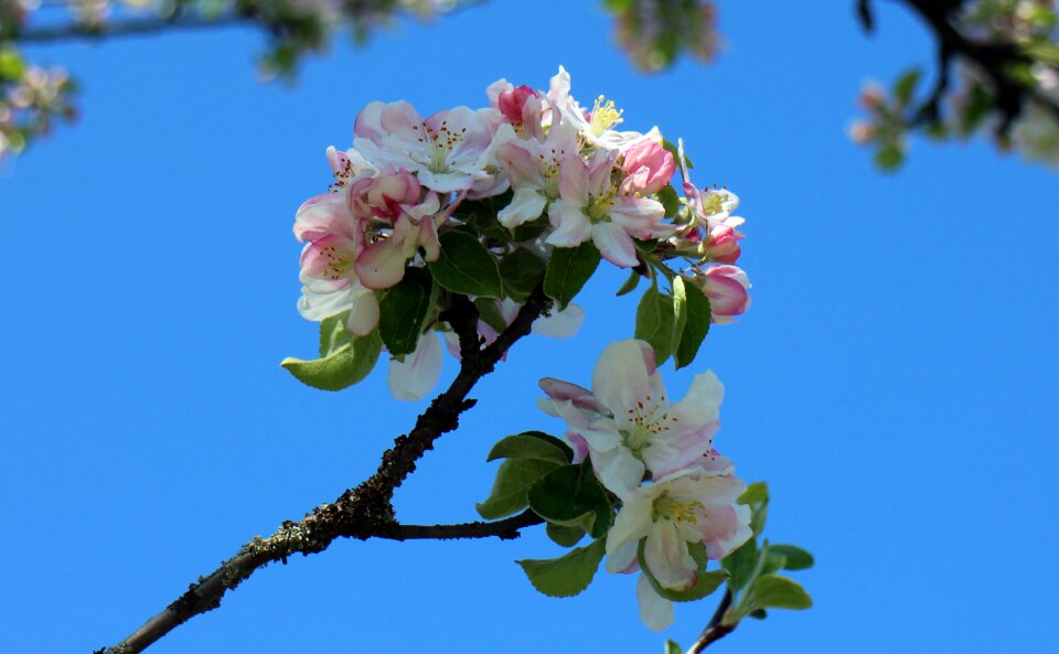 Spring flower tree apple tree