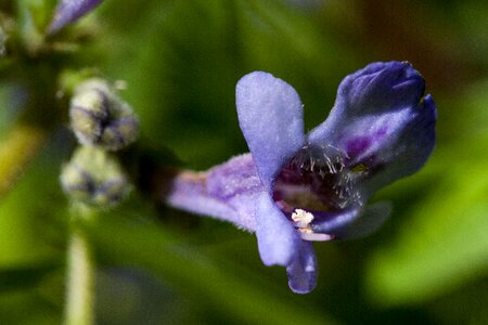 Lamiaceae blossom bloom