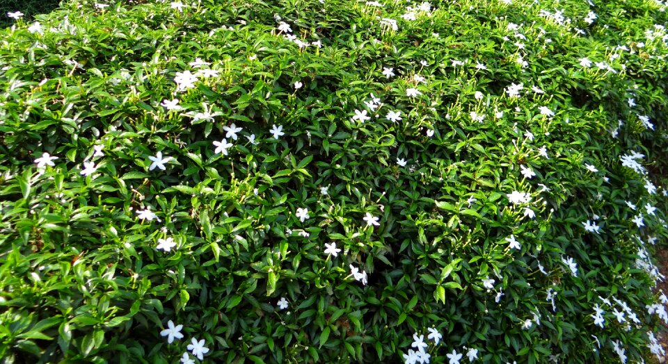 Dwarf flower tabernaemontana divaricata