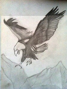 Drawing bird of prey animal