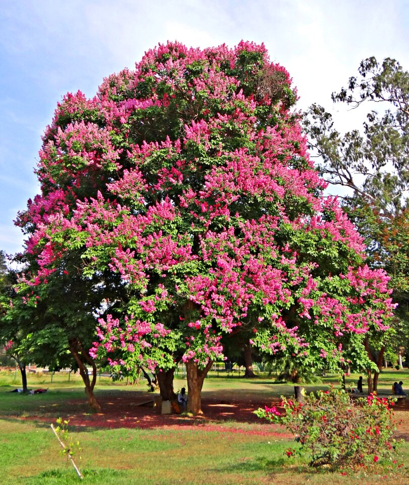 Pride of india jarul tree