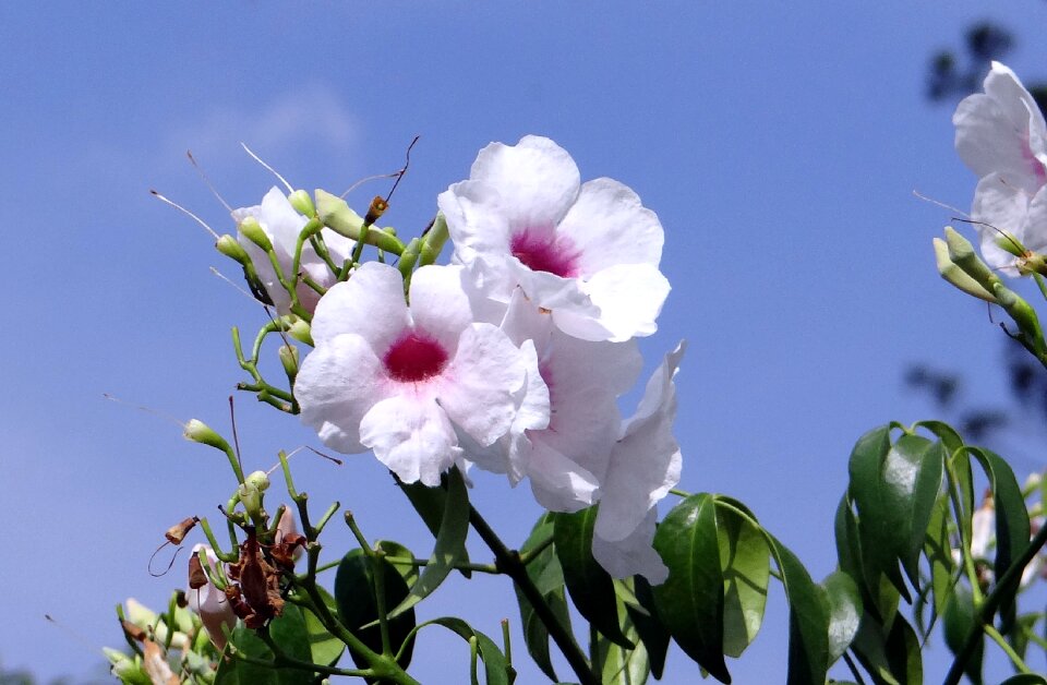 Pink tropical flora