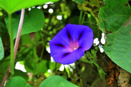 Trumpet bright creeper