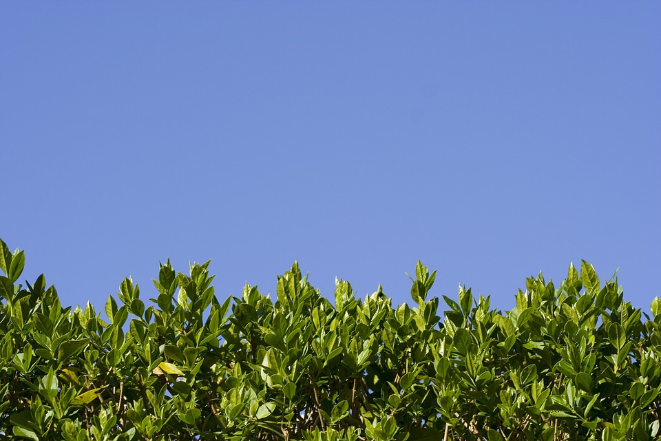 Leaves green blue