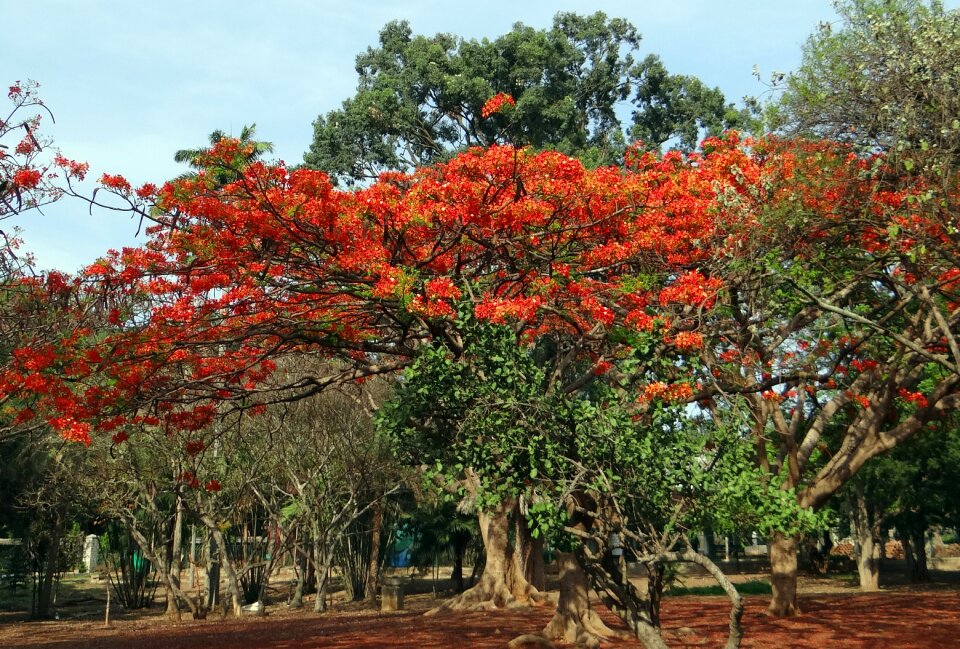 Flame tree gulmohar krishnachura