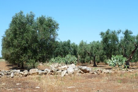Olive puglia salento