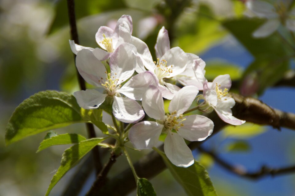 Apple blossoms apple blossom blossom