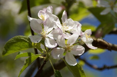 Apple blossoms apple blossom blossom photo