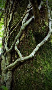 Tree liane bark