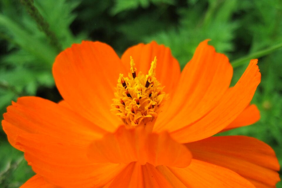 Yellow bright yellow-orange