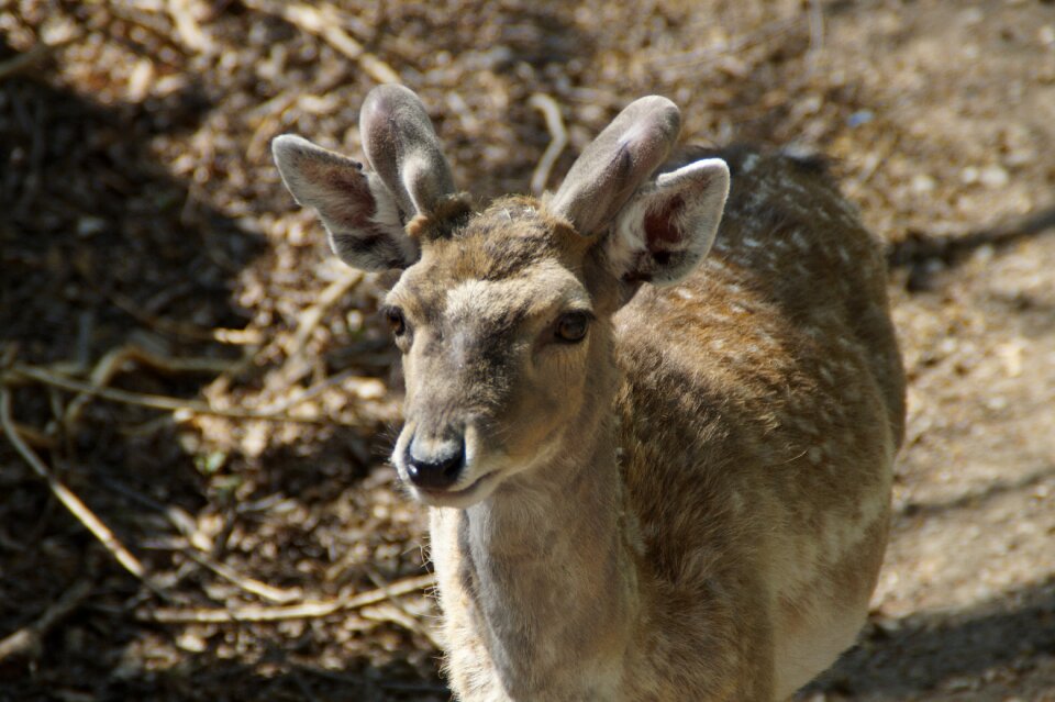 Animal world forest mammal