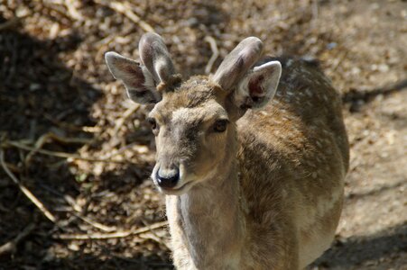 Animal world forest mammal photo