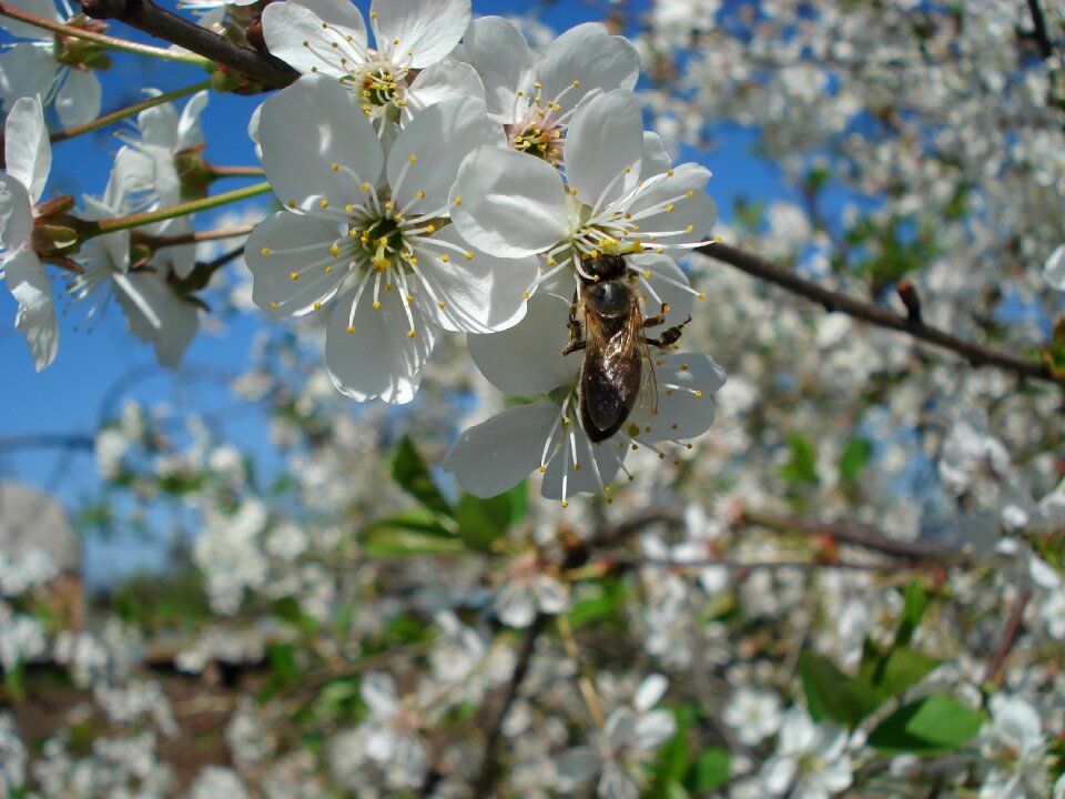 Spring kwanzan cherry blossoms springtime photo