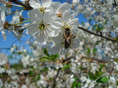 Spring kwanzan cherry blossoms springtime