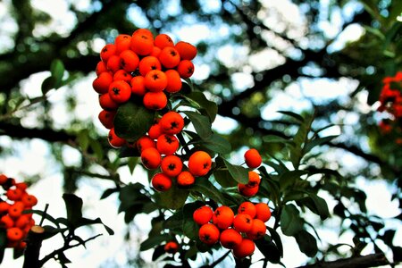 Bright fleshy rounded