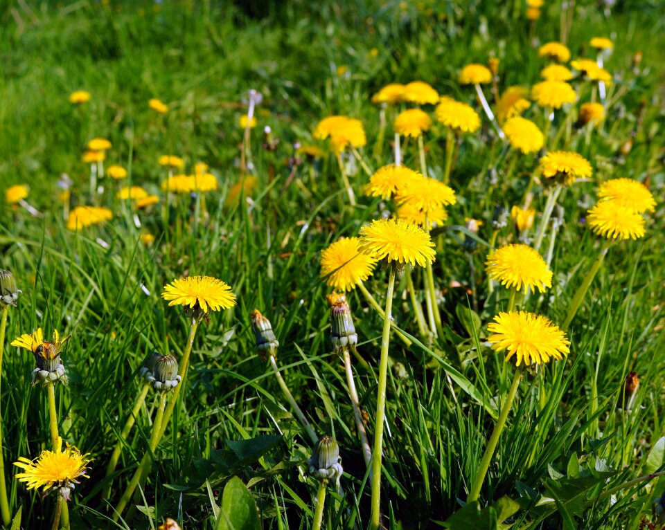 Composites meadow yellow