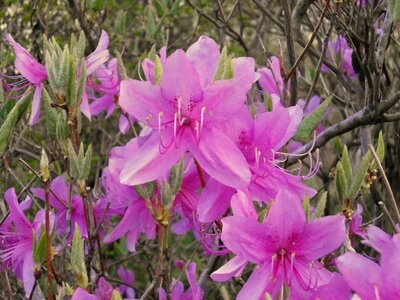 Ericaceae spring flowers pink flower