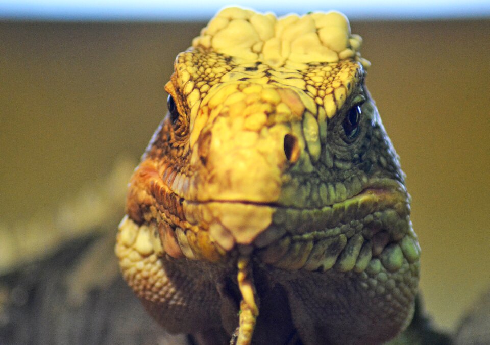 Front view cold blooded herbivore