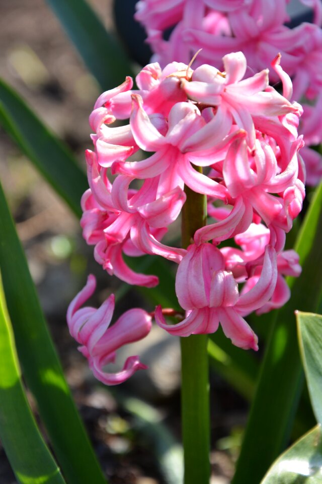 Vernal ruzovy flowers