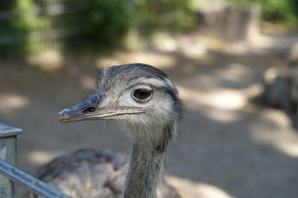 Flightless bird bird poultry